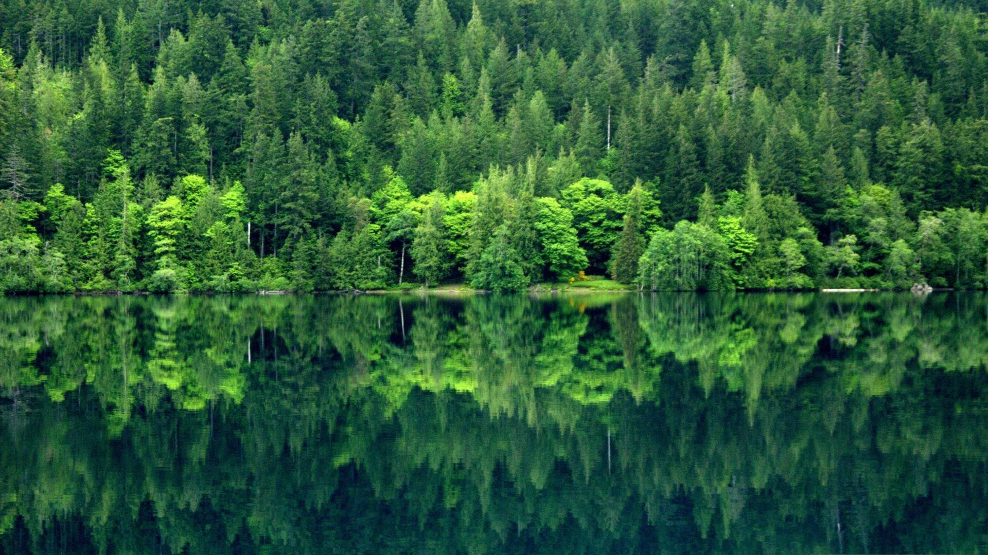 Forks Washington Lake And Forest Background