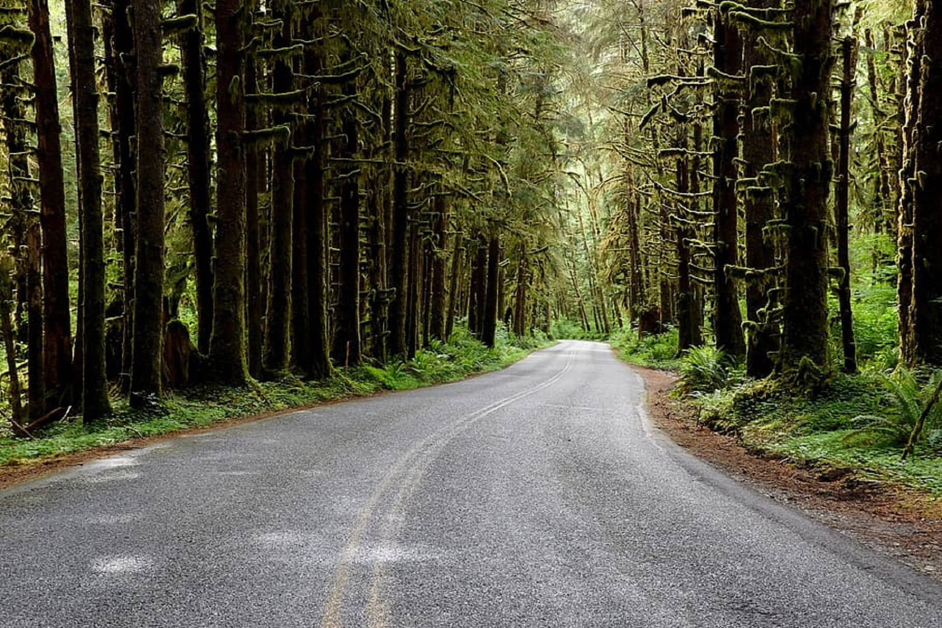 Forks Washington Road With Spruce Trees Background