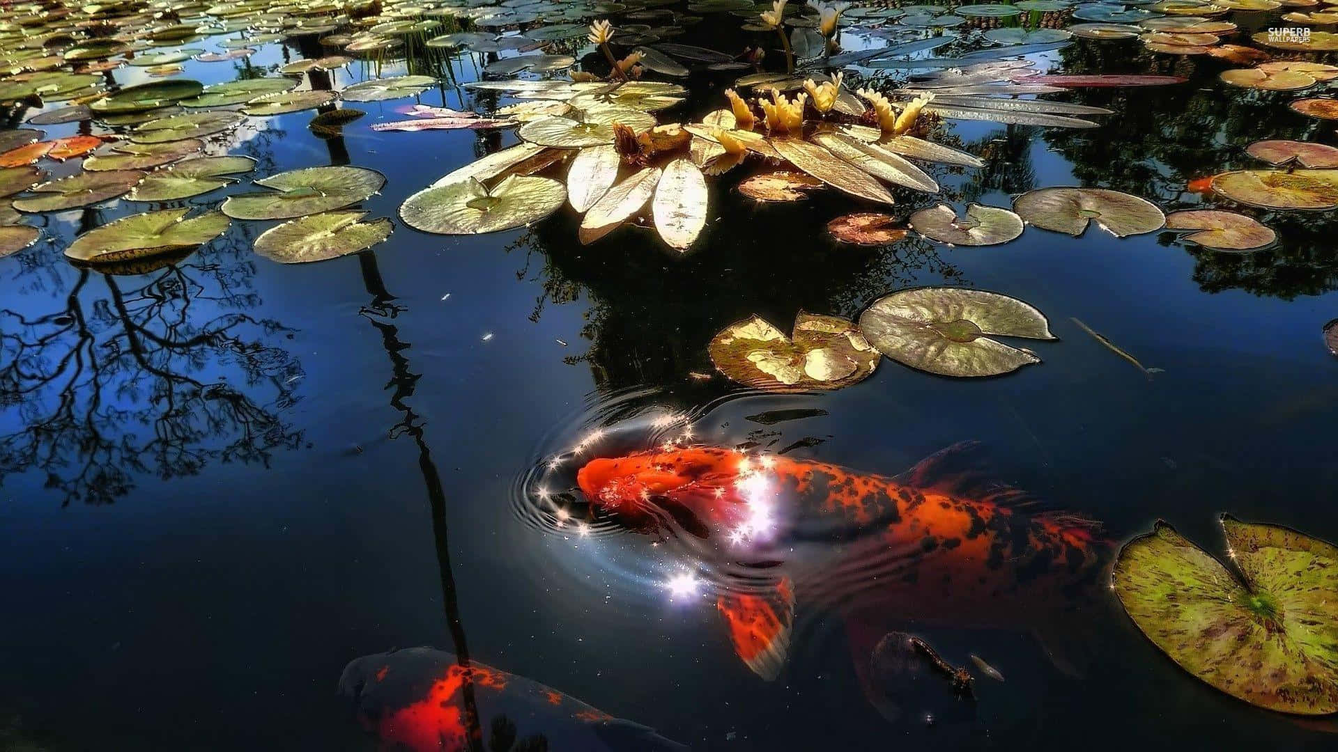 Fortune Koi In The Pond Background