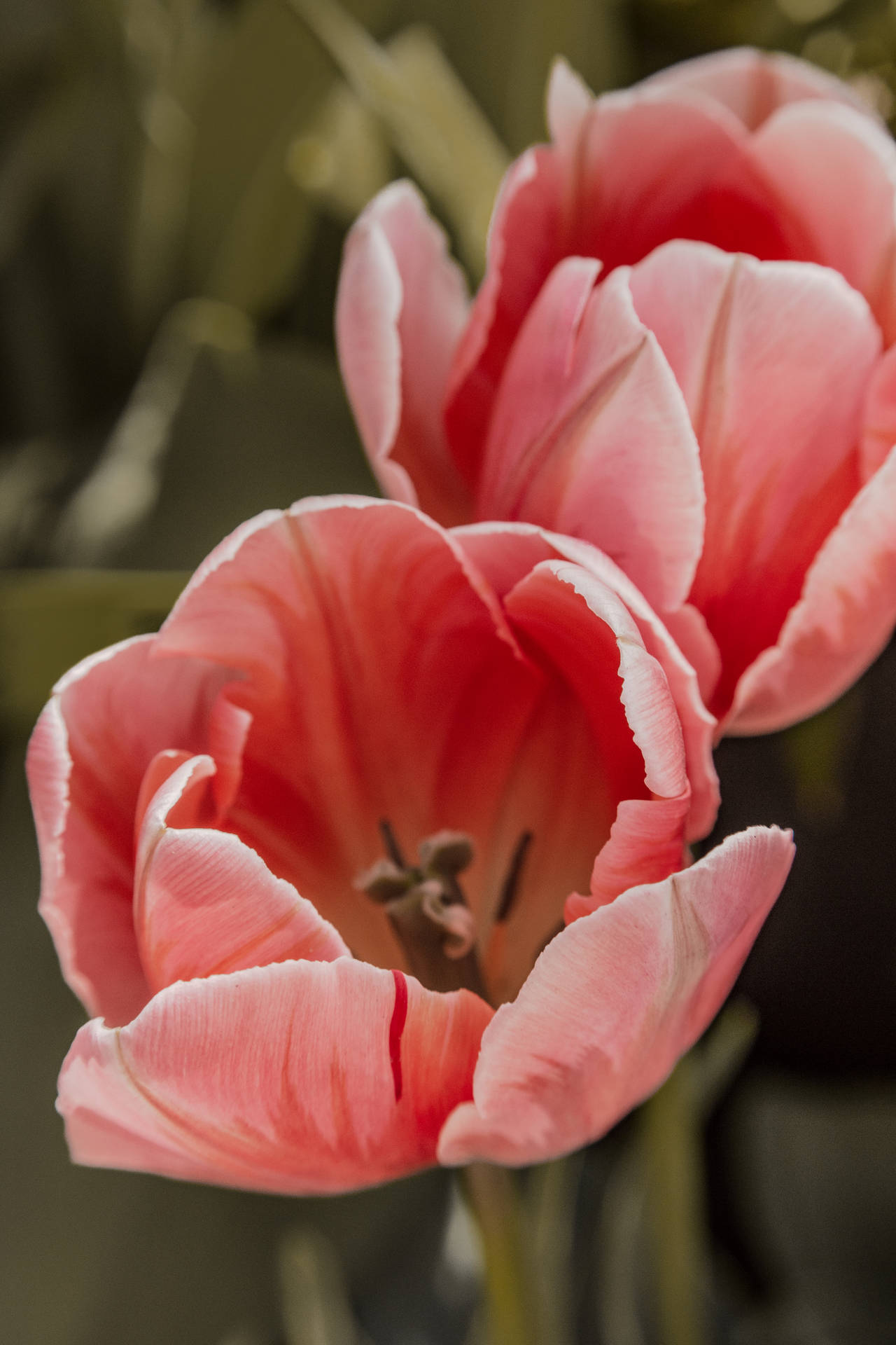 Fosteriana Peach Tulips