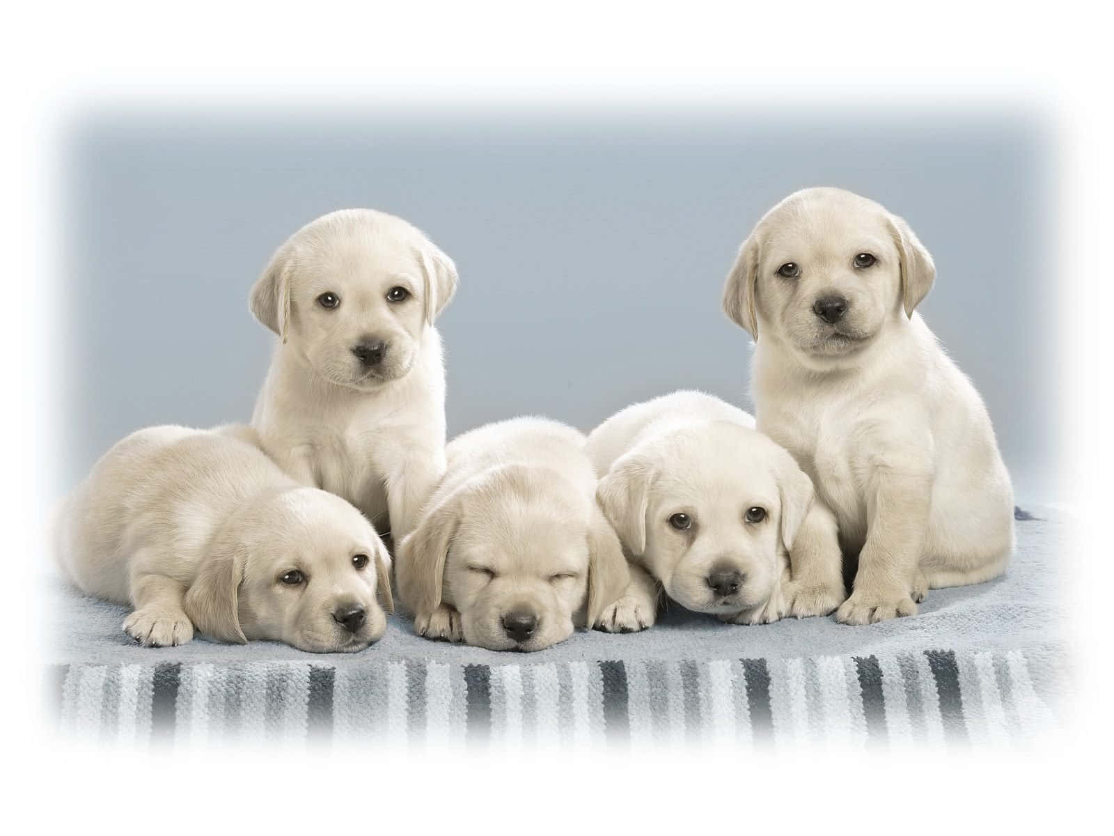 Four Adorable And Cuddly Puppies Snuggling Background