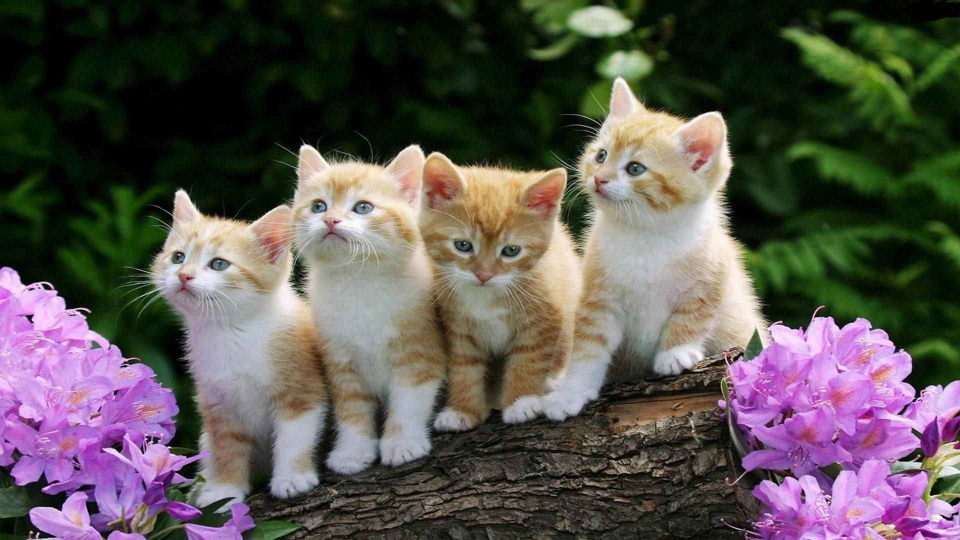 Four Beautiful Cats In Tree