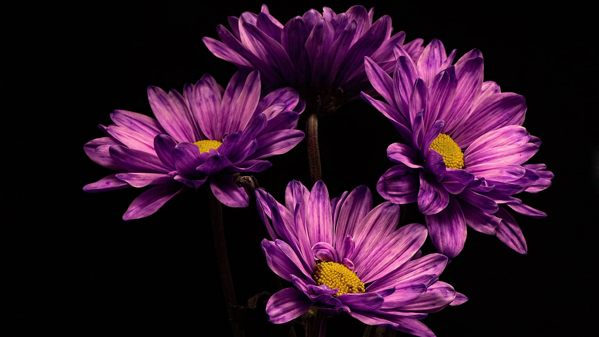 Four Black And Purple Flowers Background