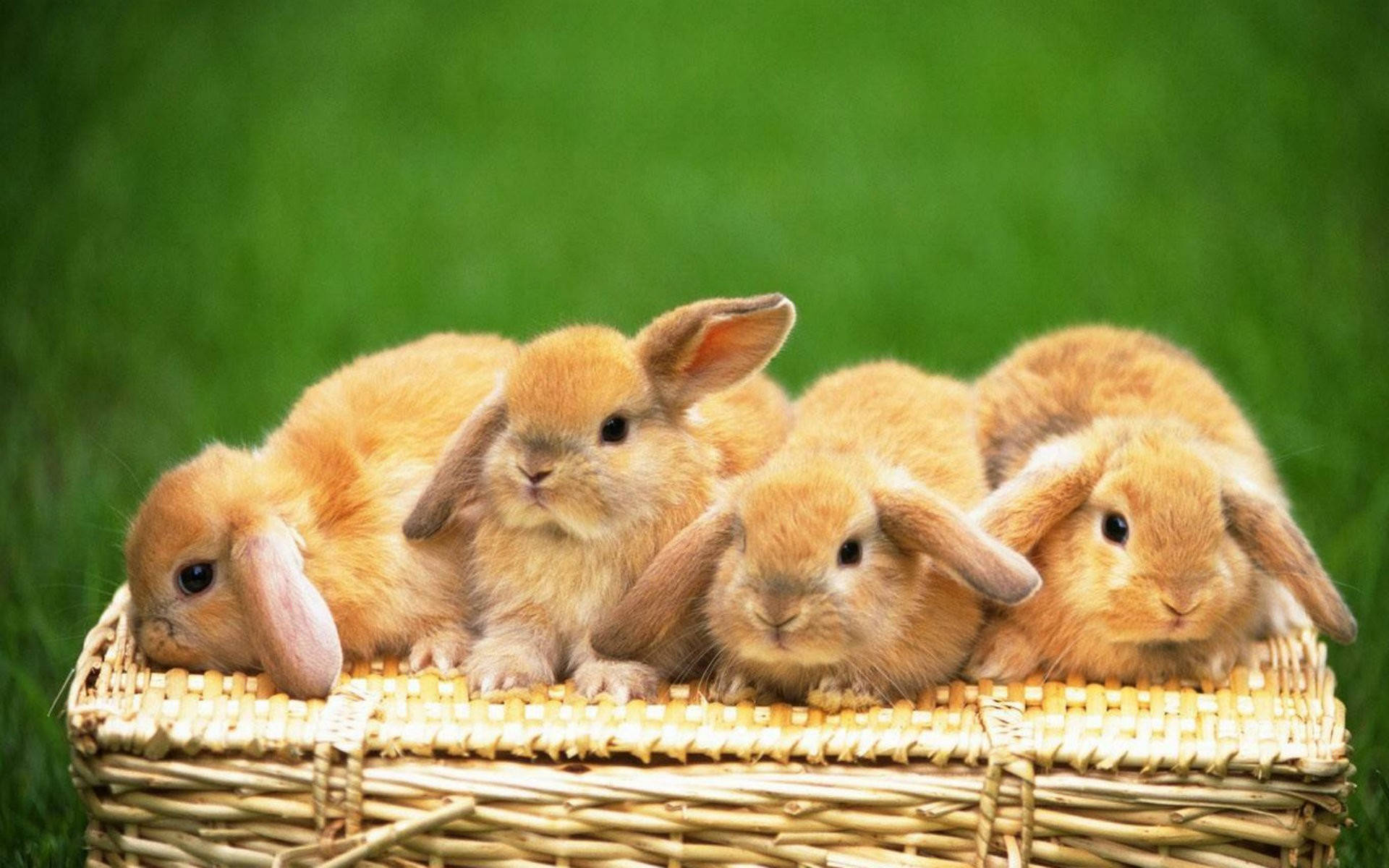 Four Brown Baby Bunnies