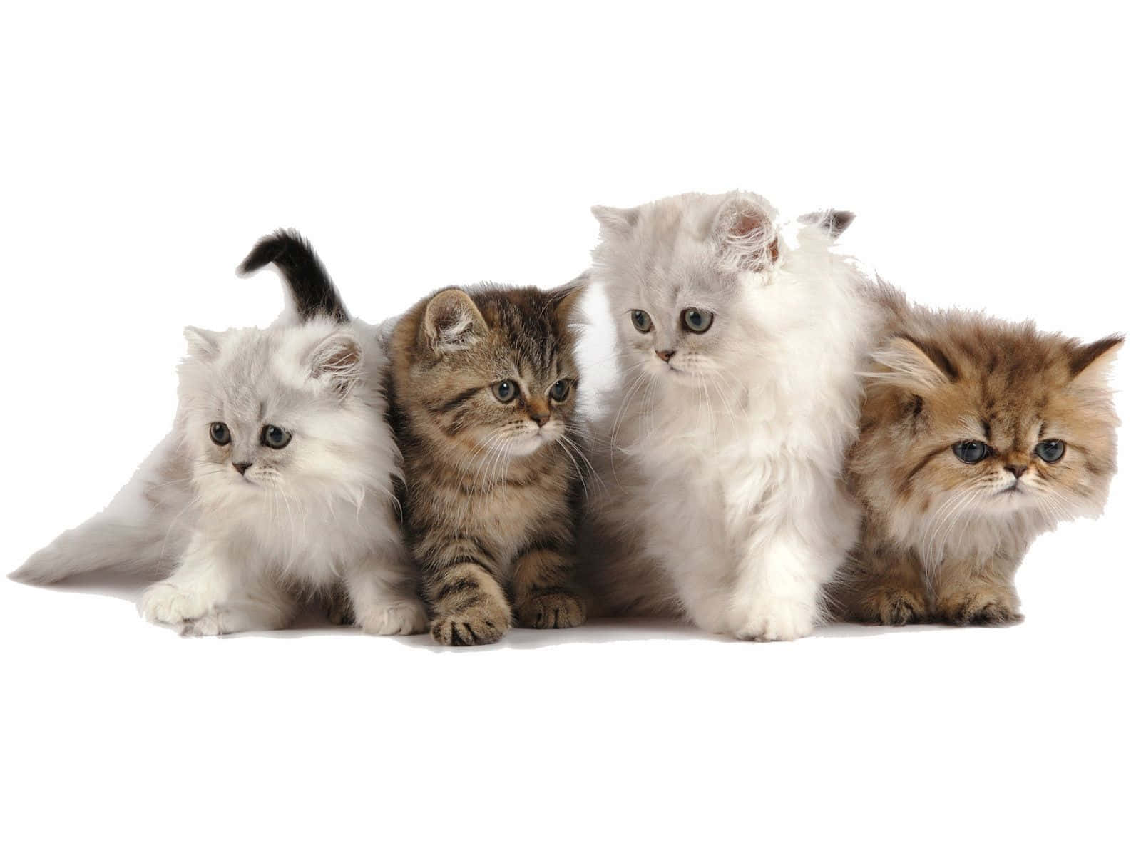 Four Cute Baby Kittens