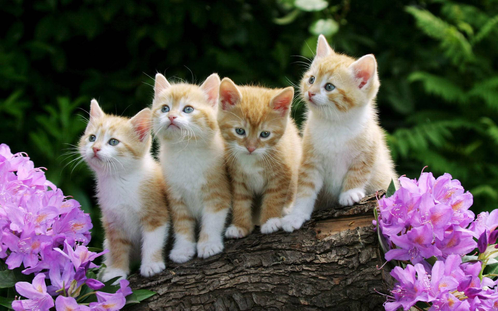 Four Cute Kitten Animals On Chopped Wood