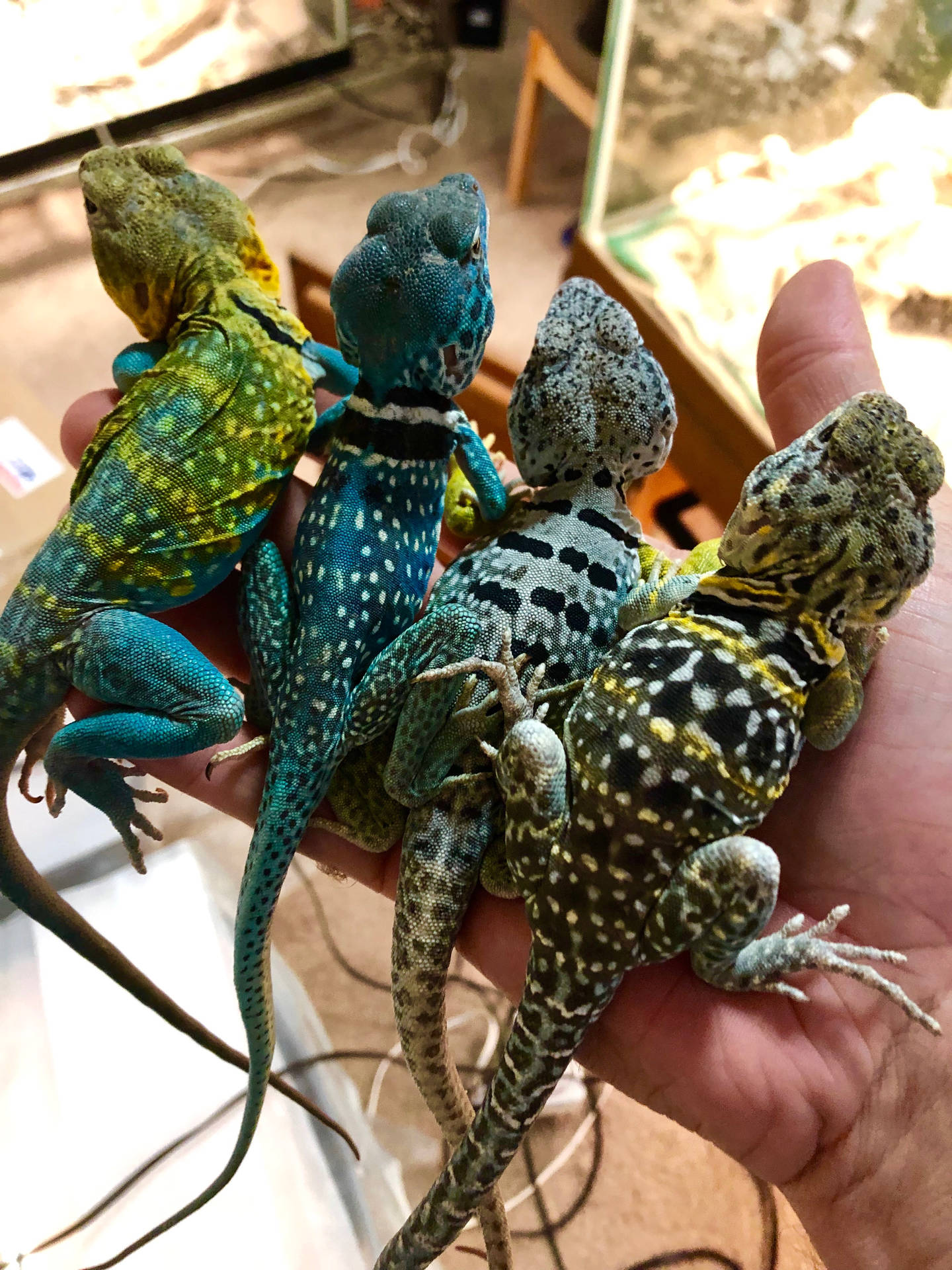 Four Eastern Collared Lizards Background