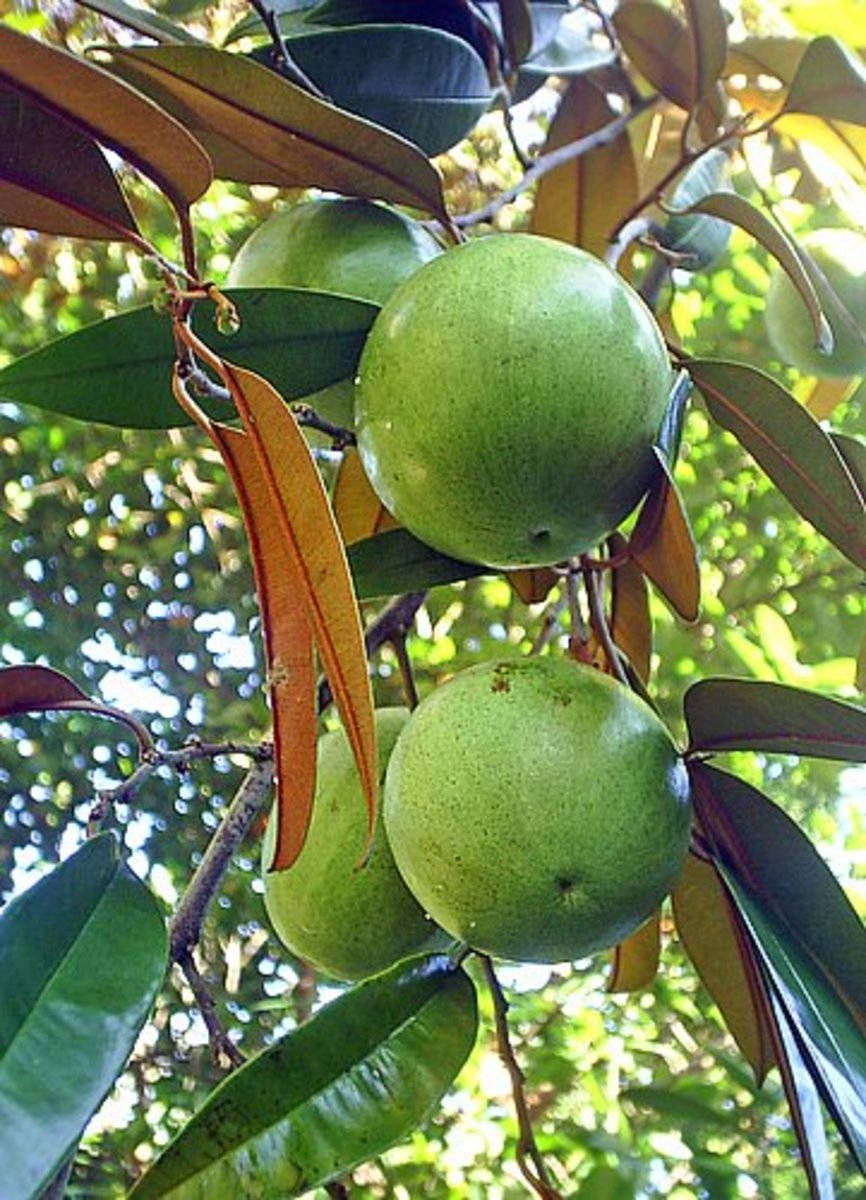 Four Hanging Green Star Apple Background