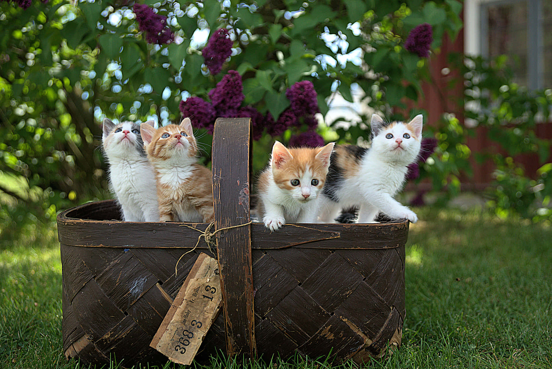 Four Kittens Background