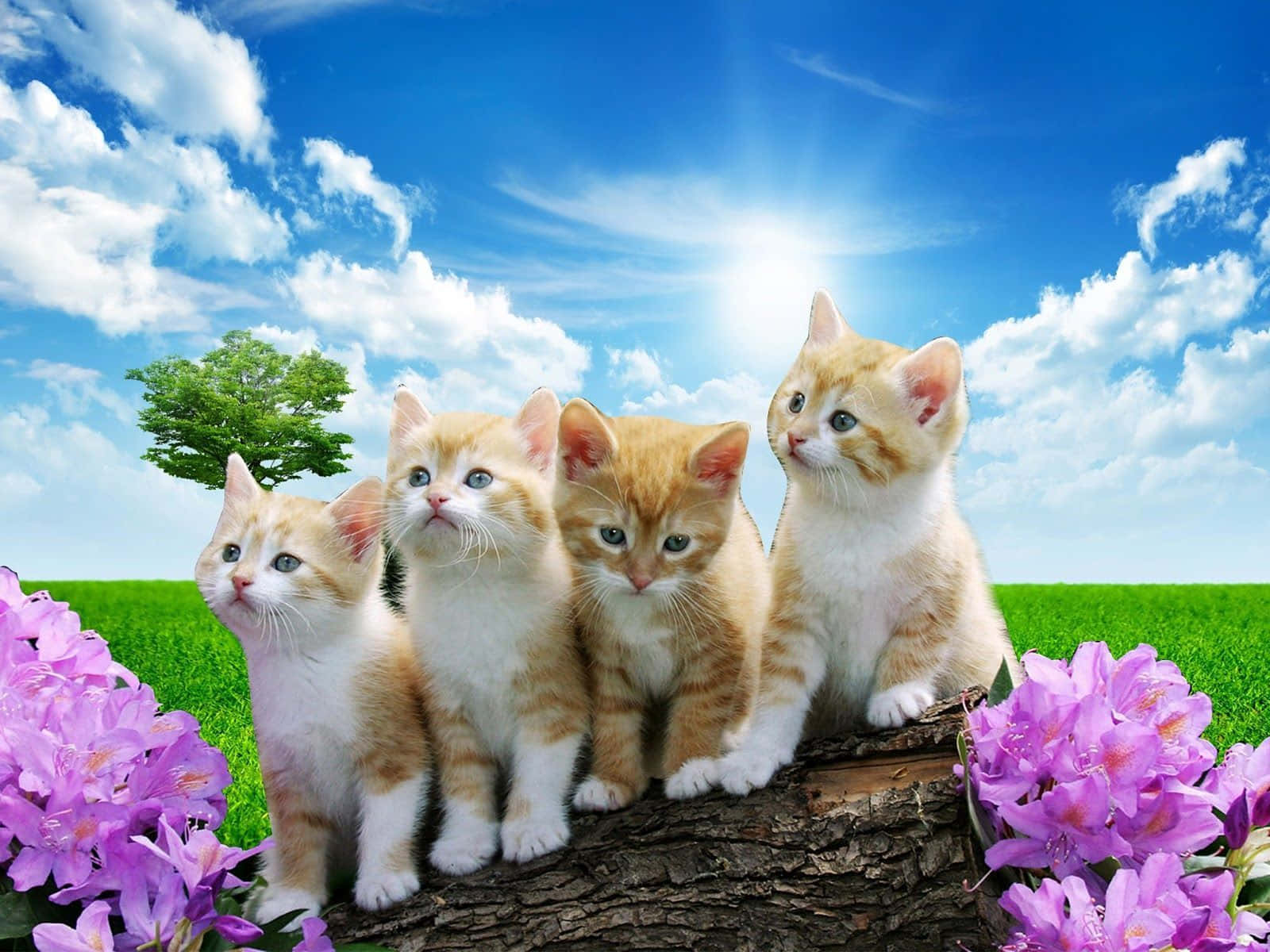 Four Kittens Sitting On A Log In The Grass Background