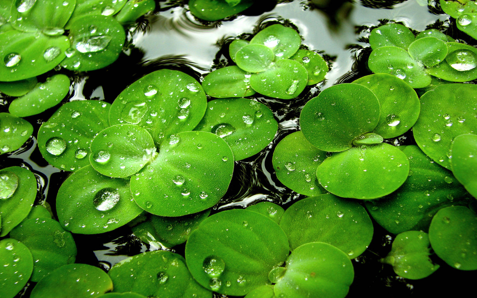 Four Leaf Clovers Plants Macro Shot Background