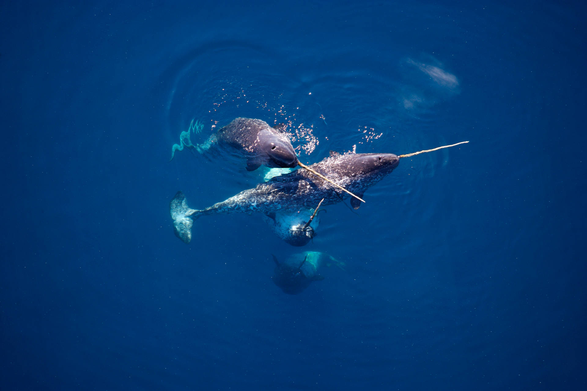 Four Narwhals Deep Sea Background