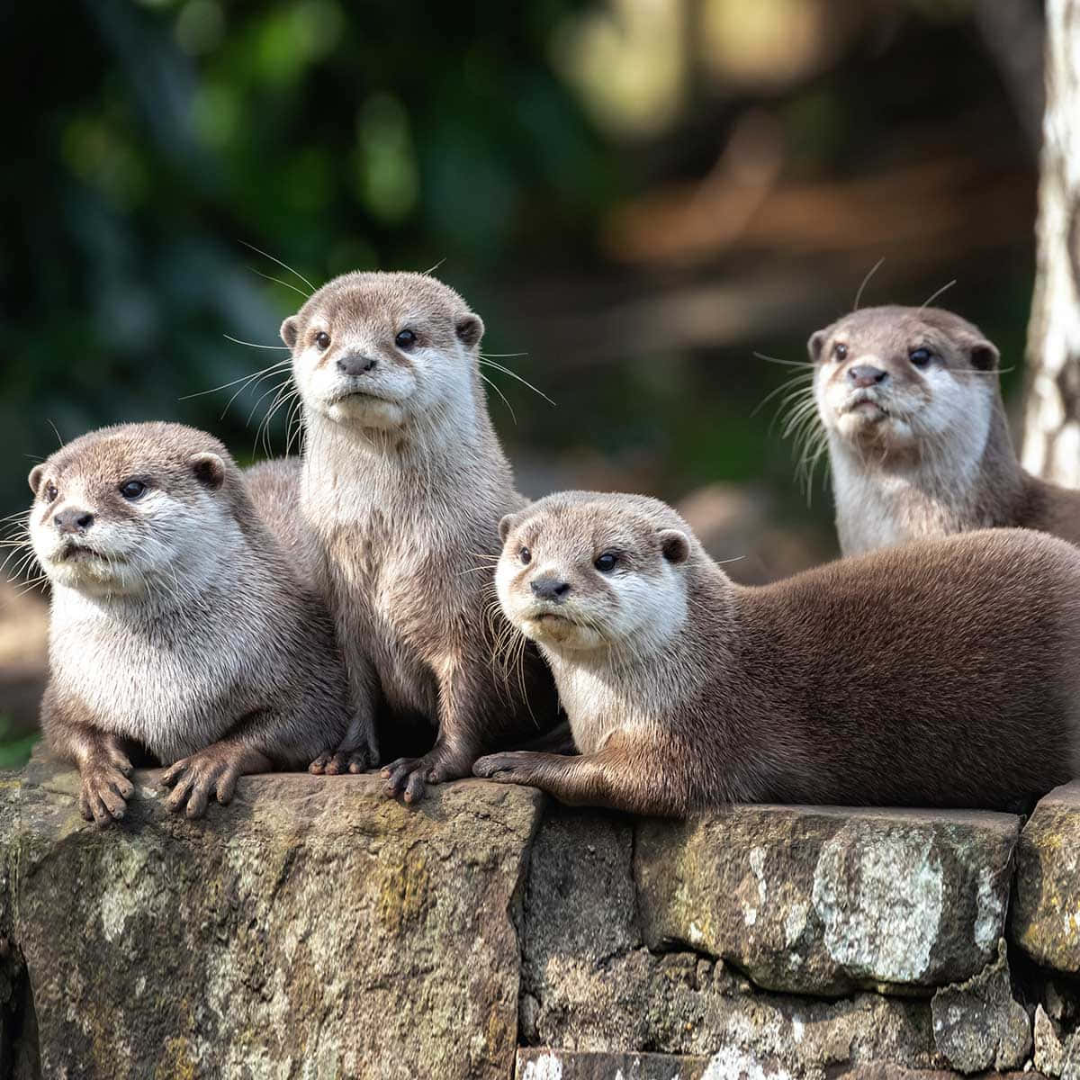 Four Otters On Stone Wall Background