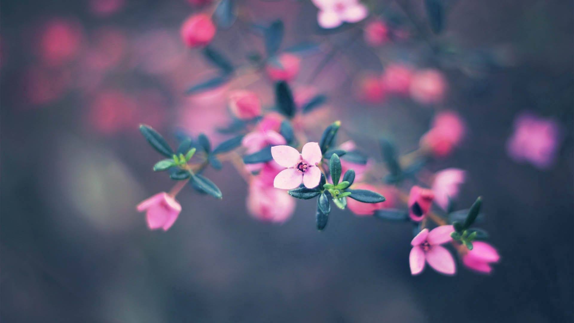 Four-petaled Flower Desktop Background