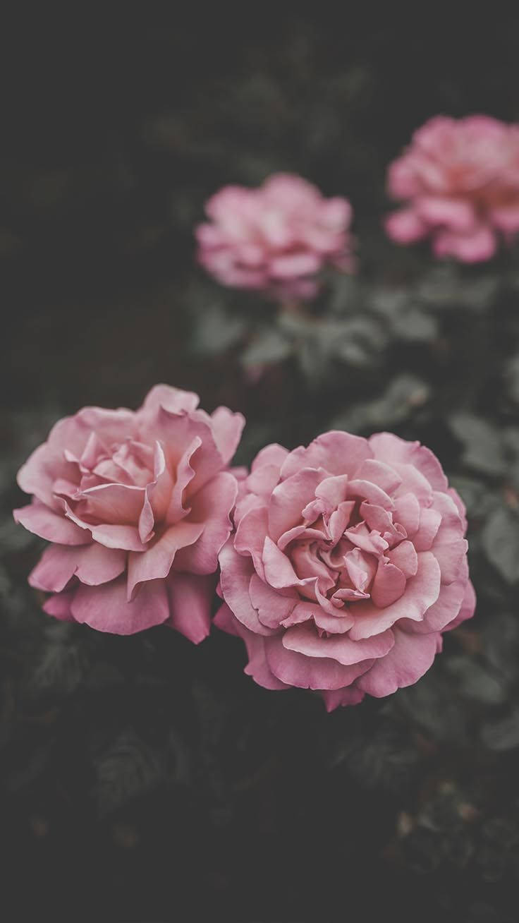 Four Pink Rose Iphone Background Background