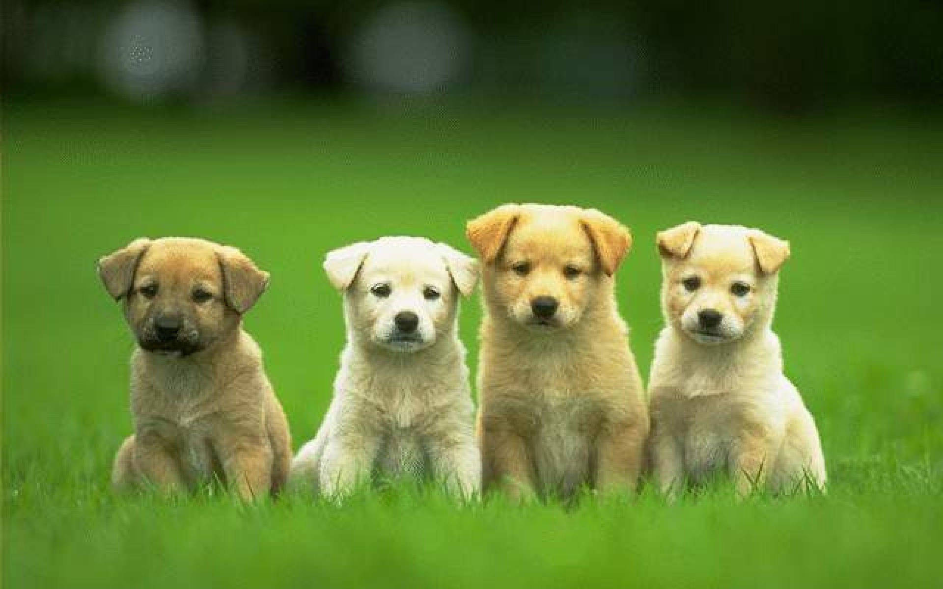 Four_ Puppies_ Sitting_ In_ Grass.jpg Background