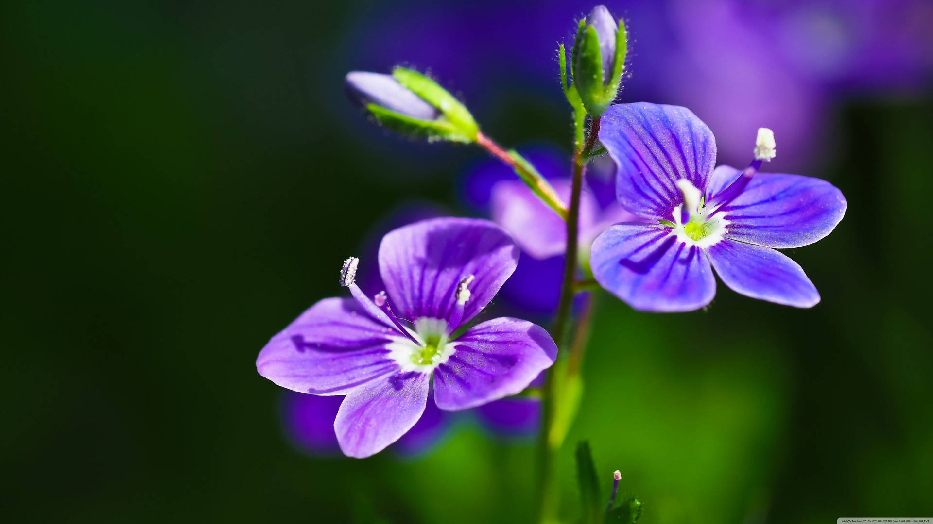 Four Purple Flower Background