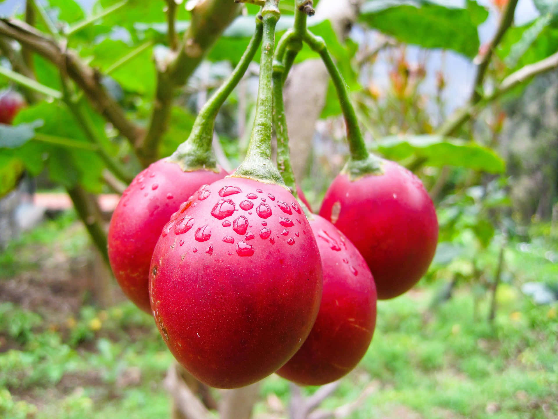 Four Red Colored Tropical Fruit Tamarillo