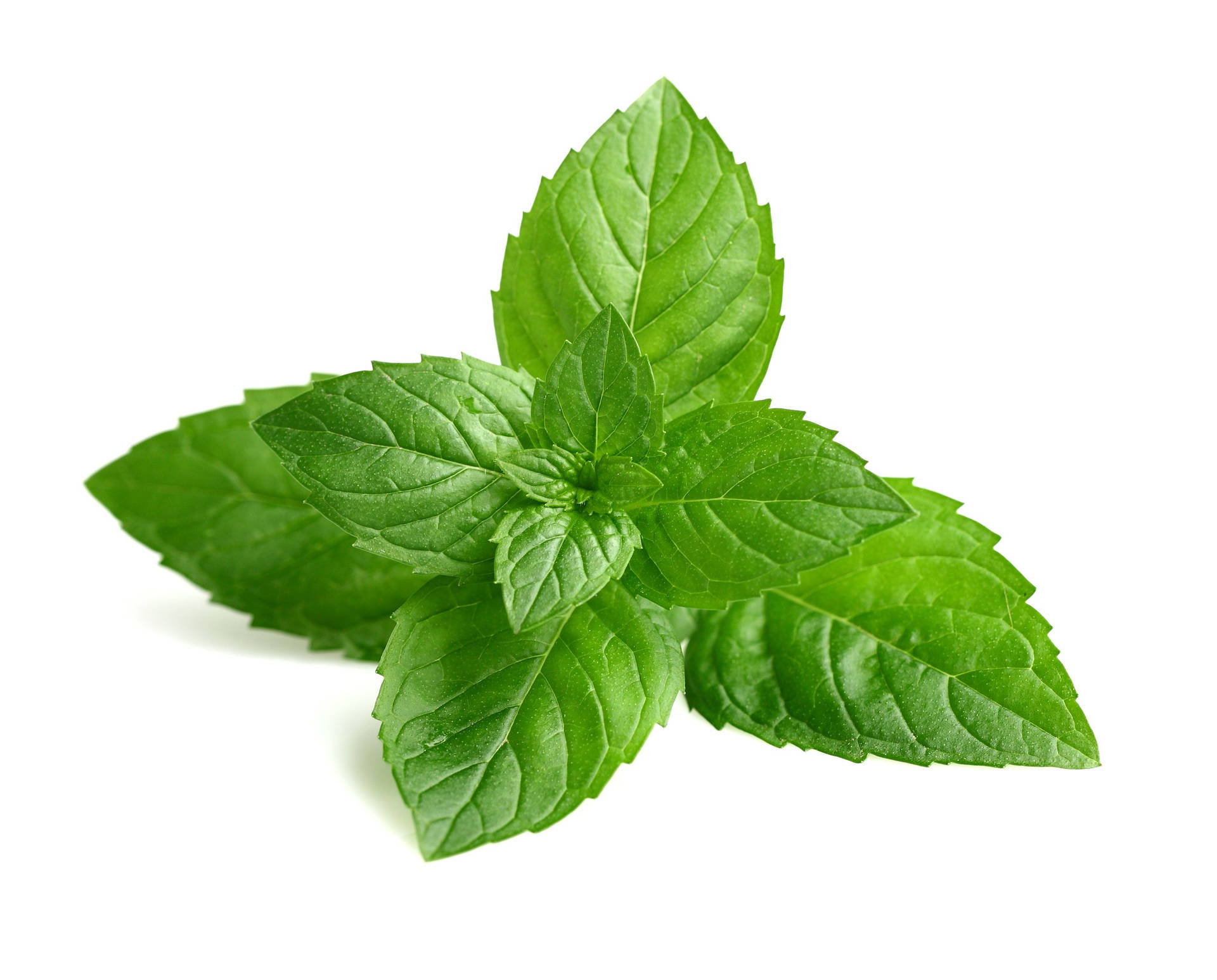 Four Sided Mint Leaves Background