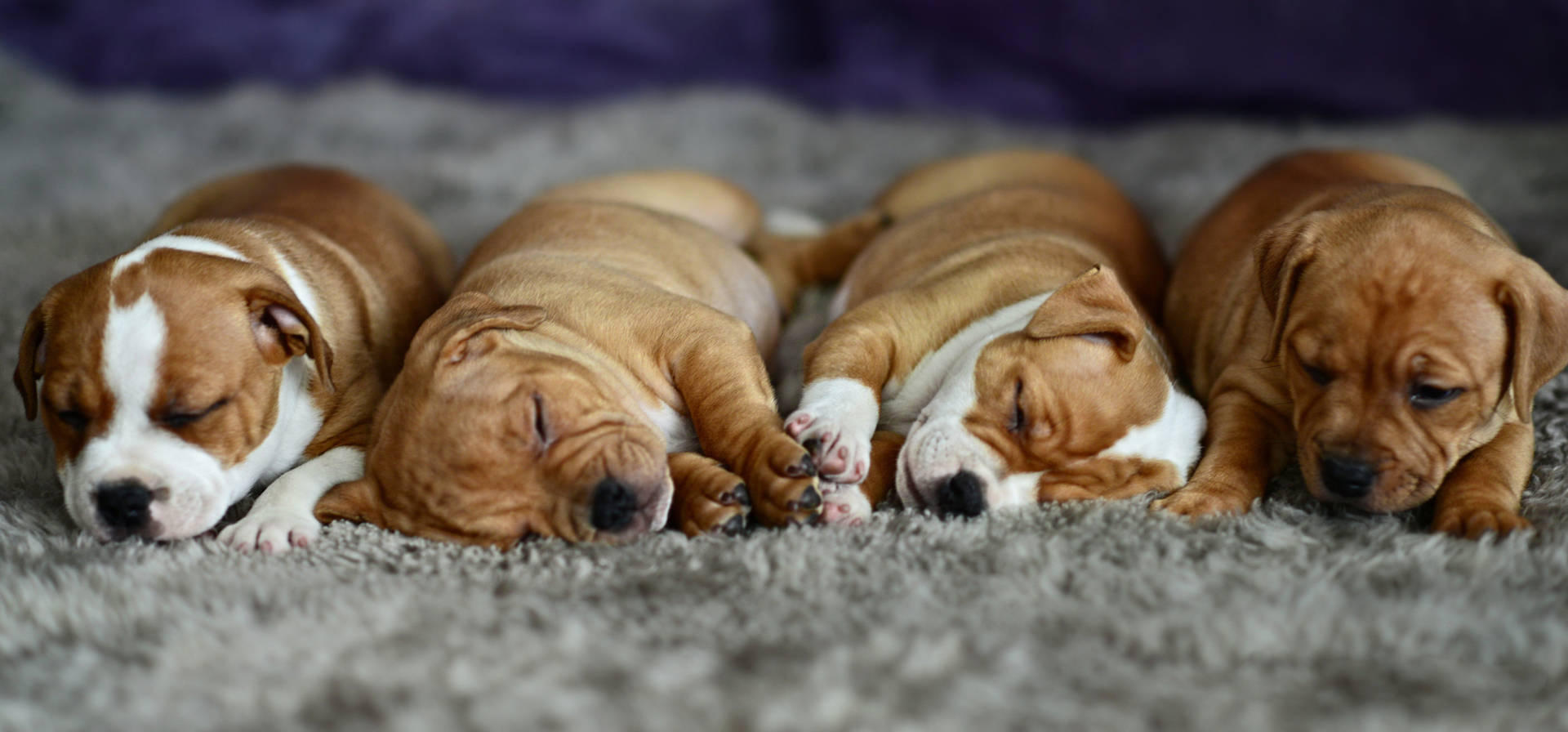 Four Sleeping Brown Bulldogs Background