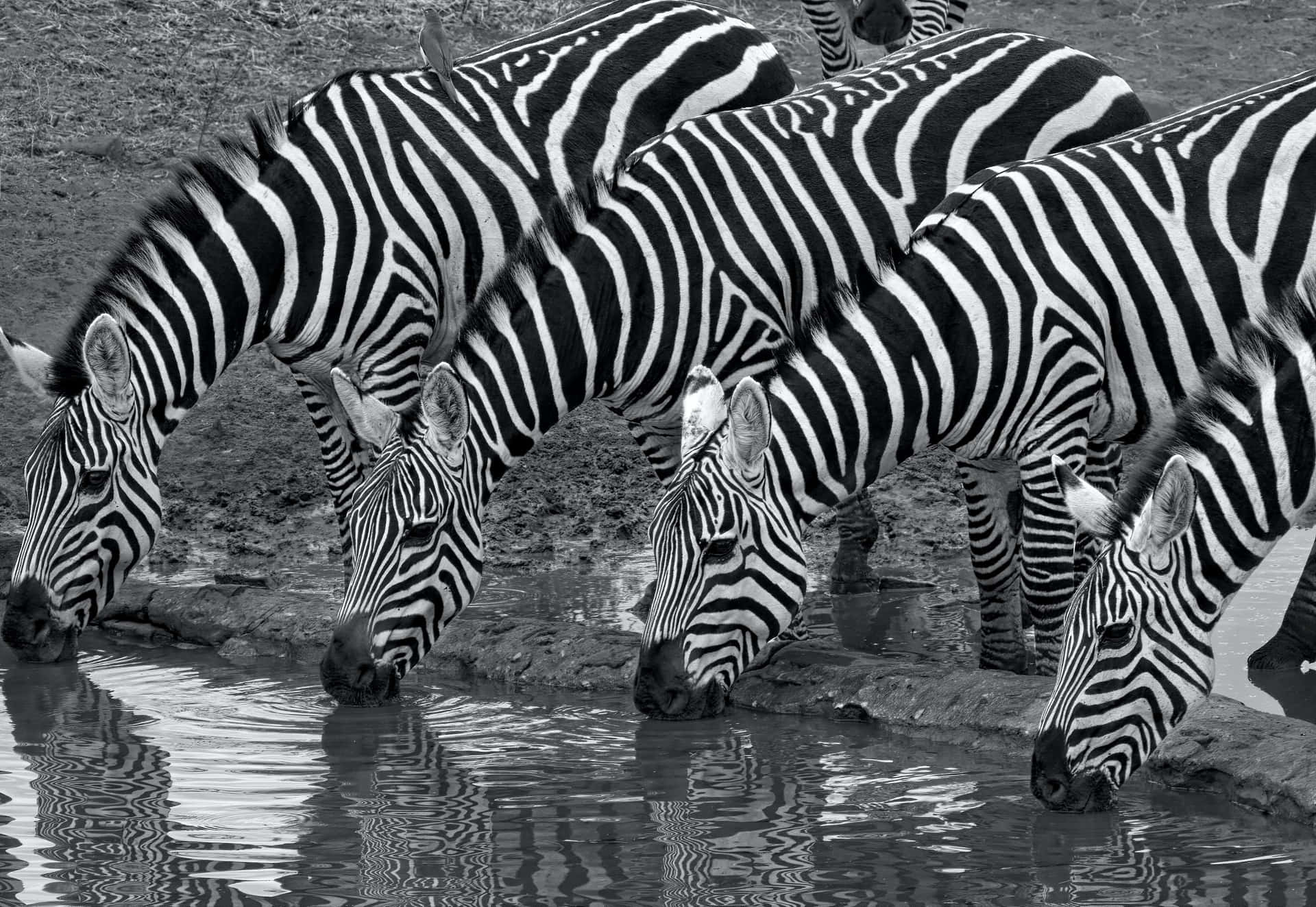 Four Zebras Background