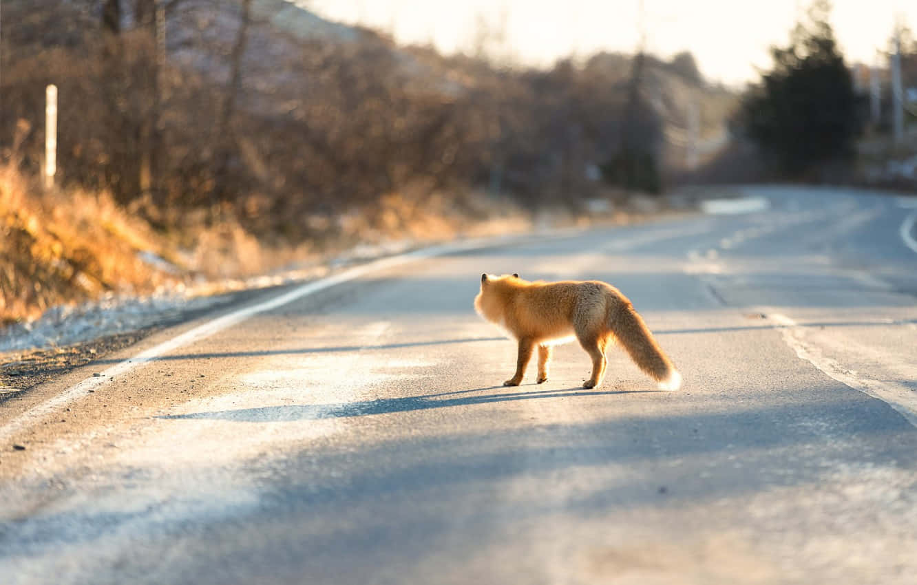 Fox Cute Animal Crossing Highway Background