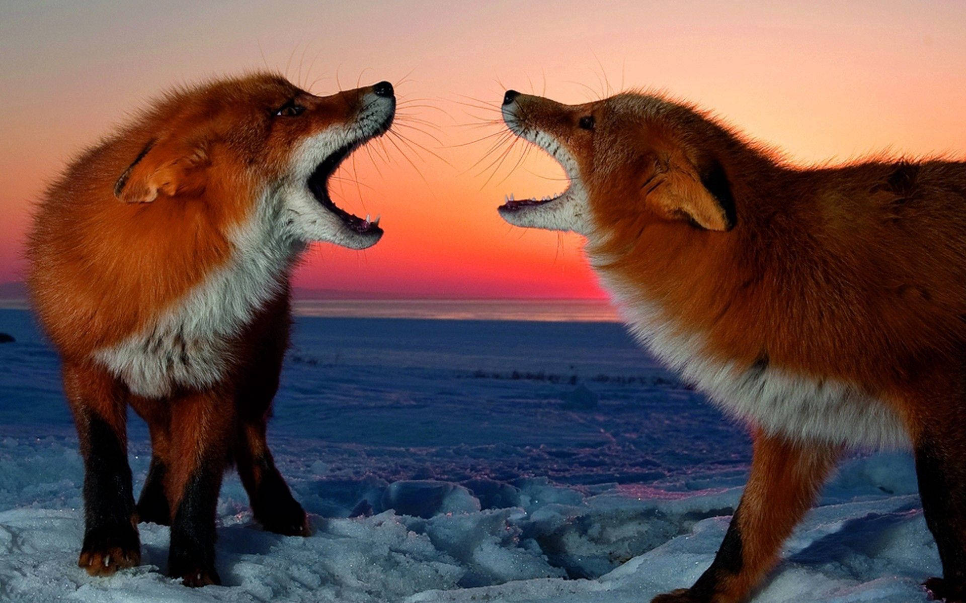 Fox Face Off At Sunset Background