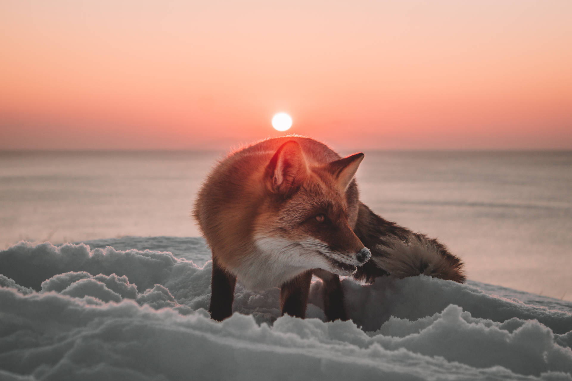 Fox In Cool Winter Background