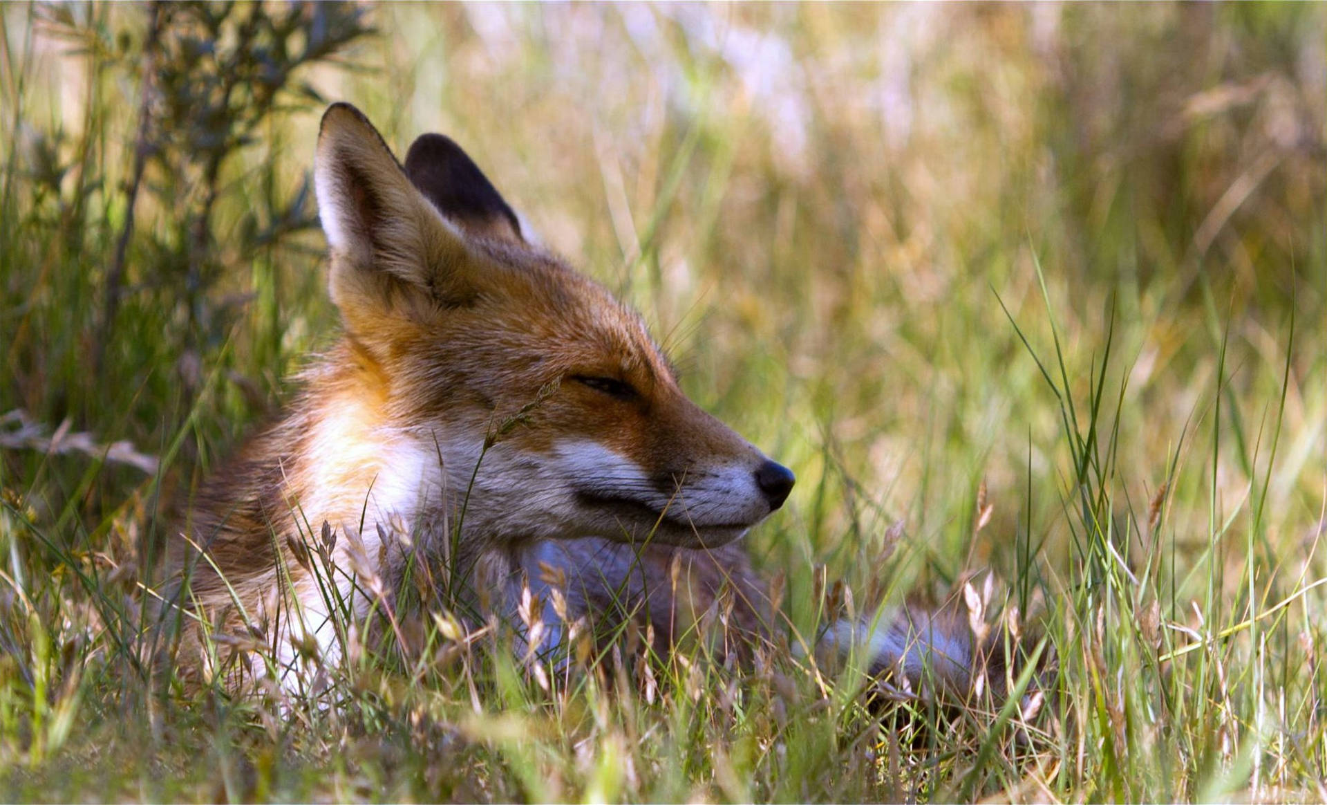Fox Lying On Grass Background