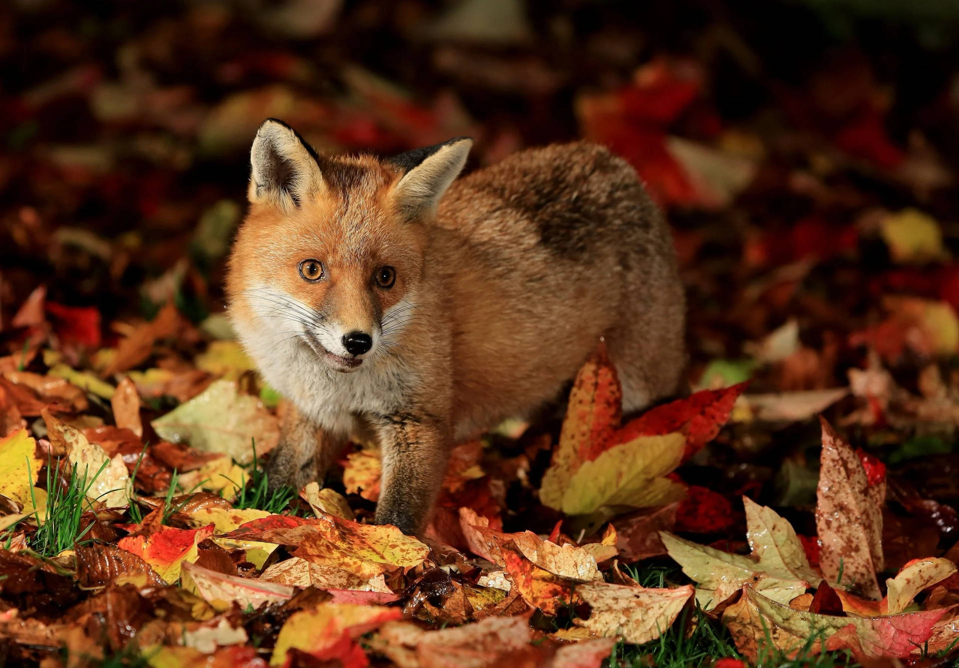 Fox Over Fall Season Leaves Background