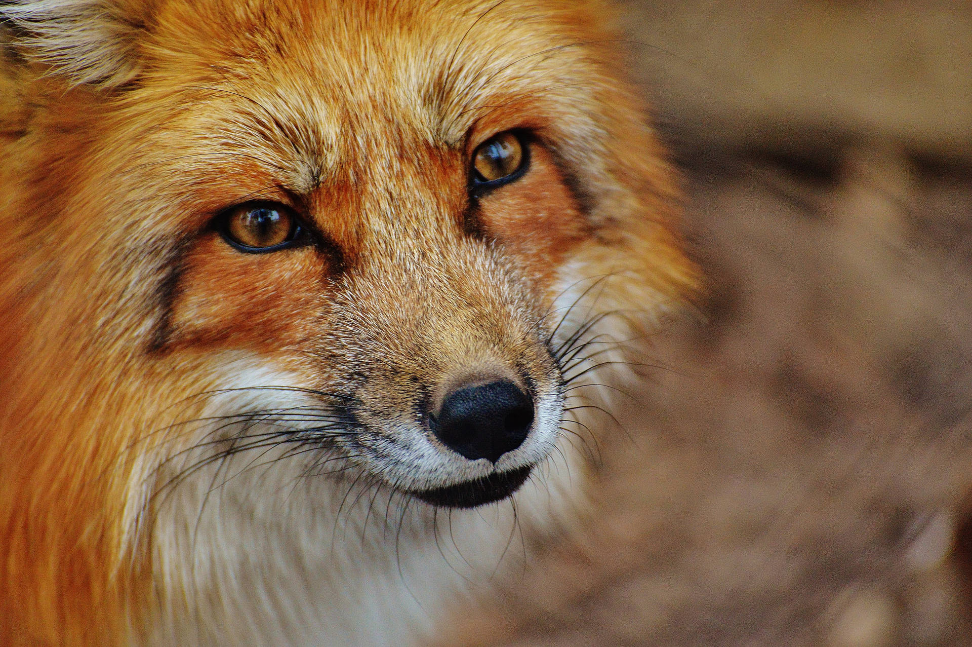 Fox Reddish-rusty Face Background