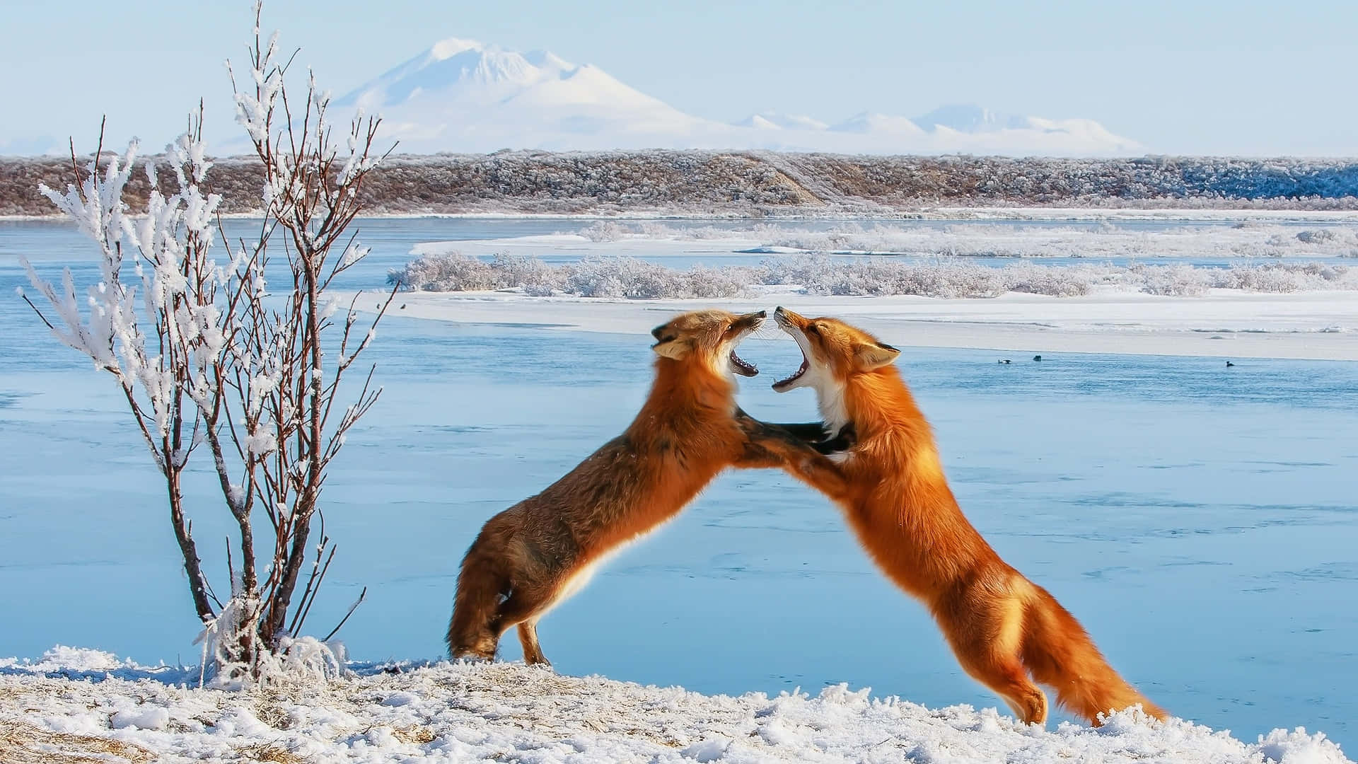 Foxes_ Sparring_in_ Winter_ Landscape.jpg Background