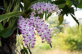 Foxtail Orchid Flowers Background