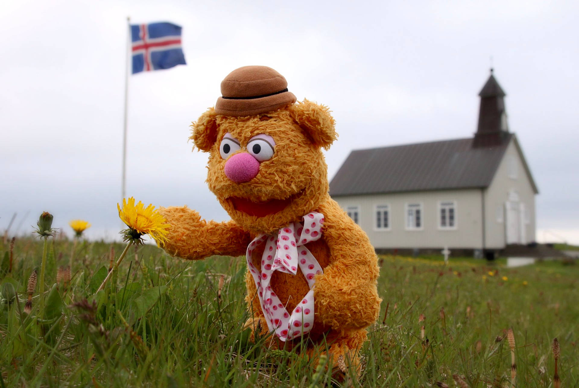 Fozzie Bear Picking Flower Background