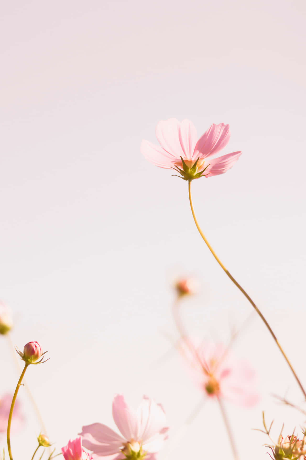 Fragile Garden Cosmos Background