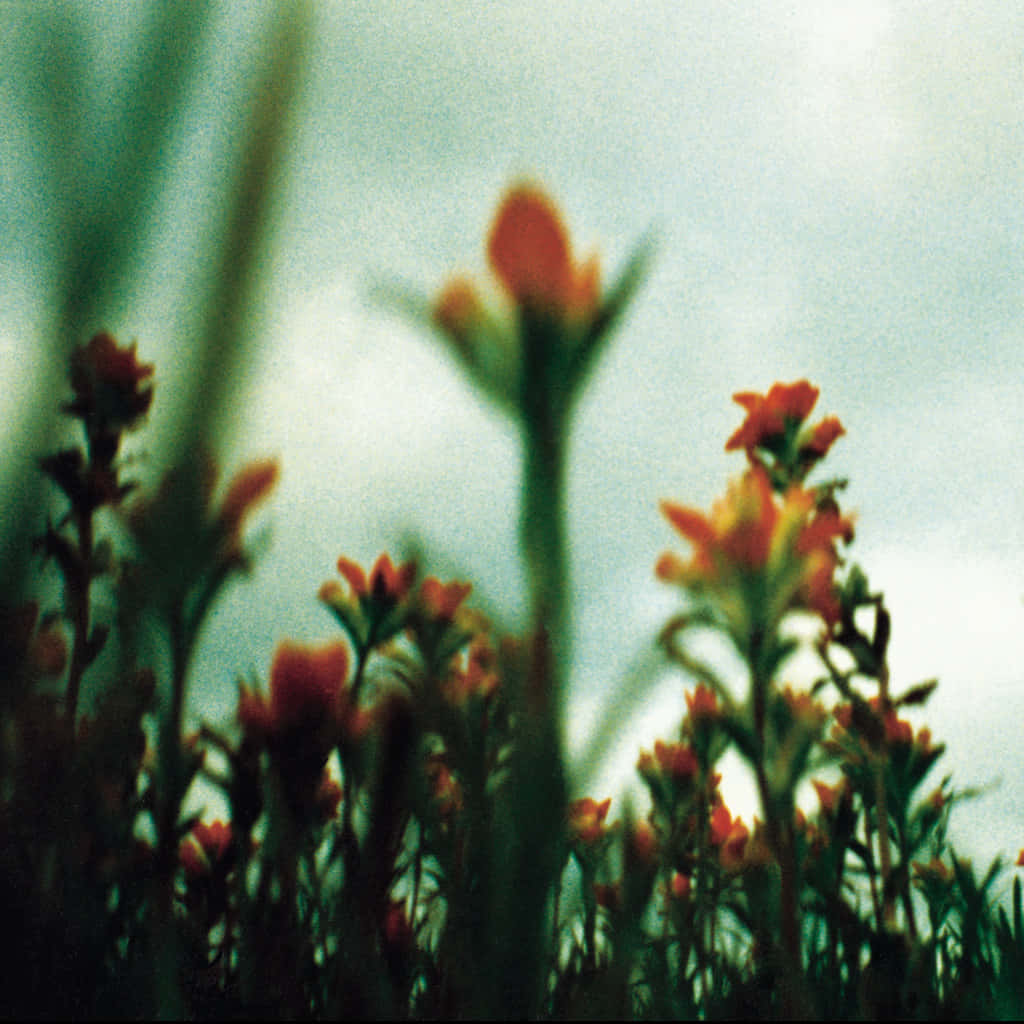 Fragile Orange Flowers Background
