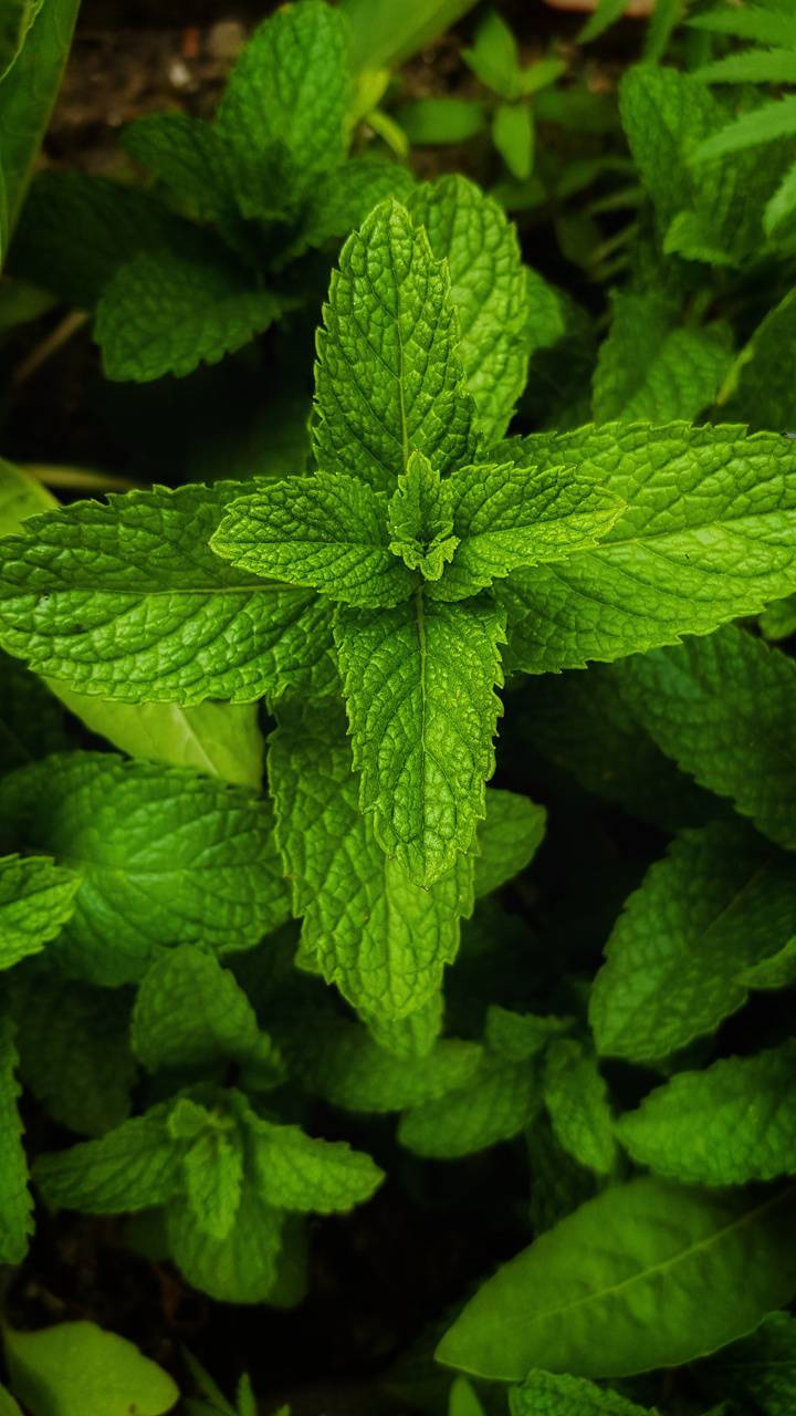 Fragrant Mint Leaves