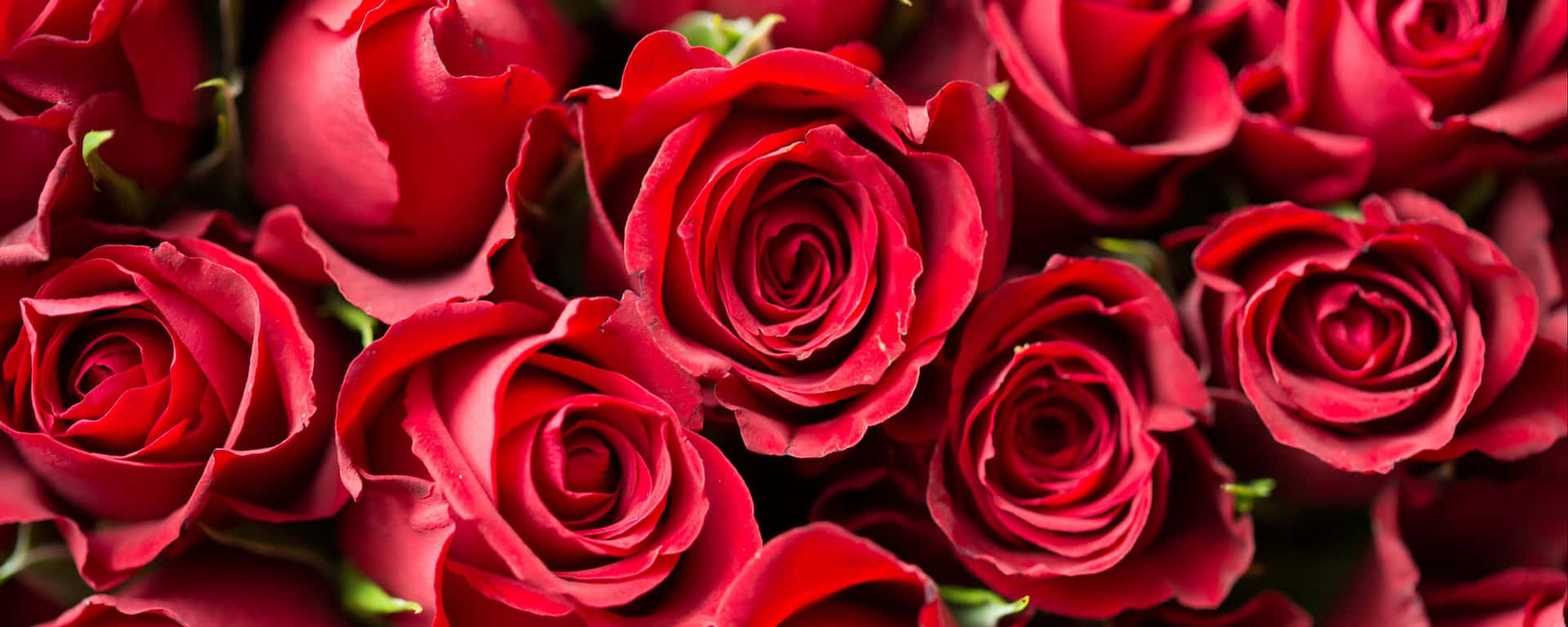 Fragrant Roses Red Ultra Wide Hd