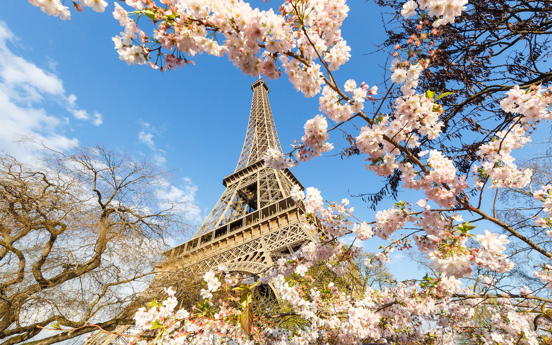 France Cherry Blossoms Background