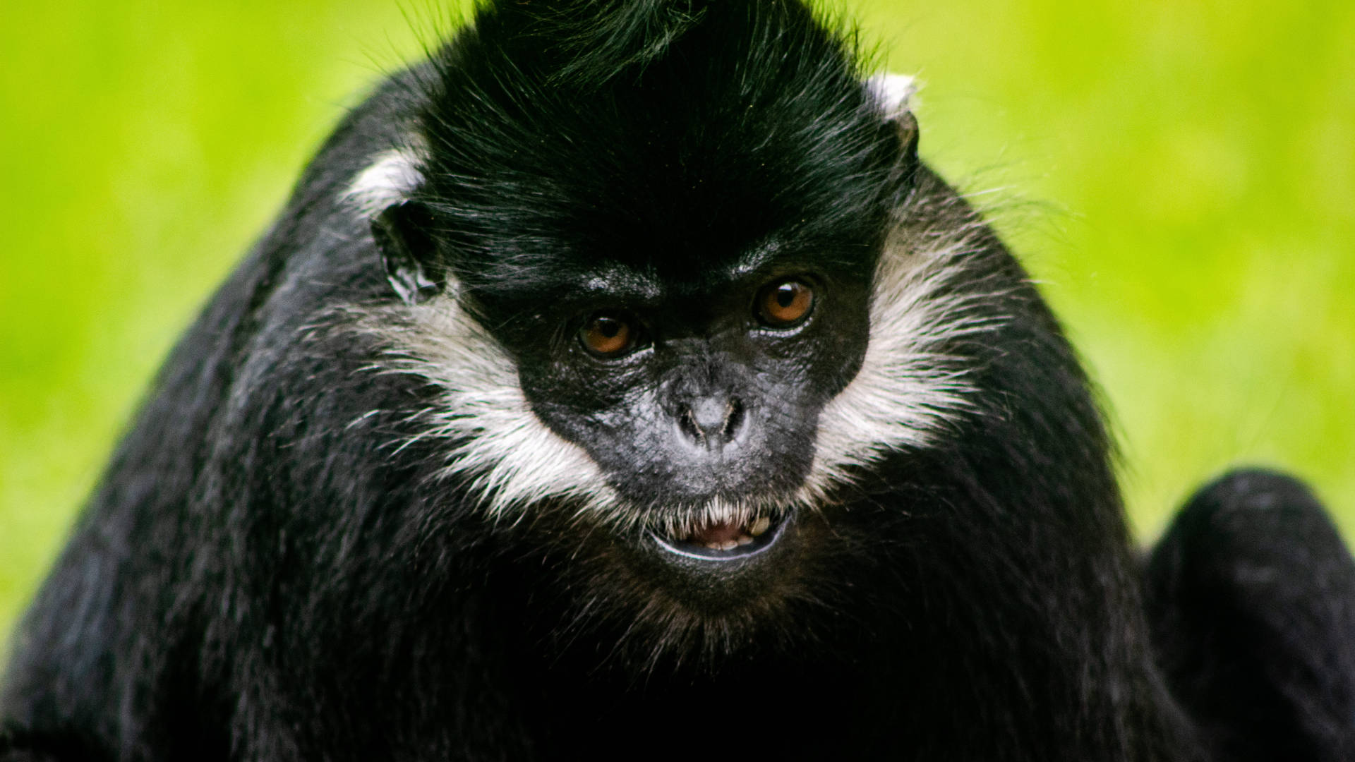 Francois Langur Monkey At Memphis Zoo Background