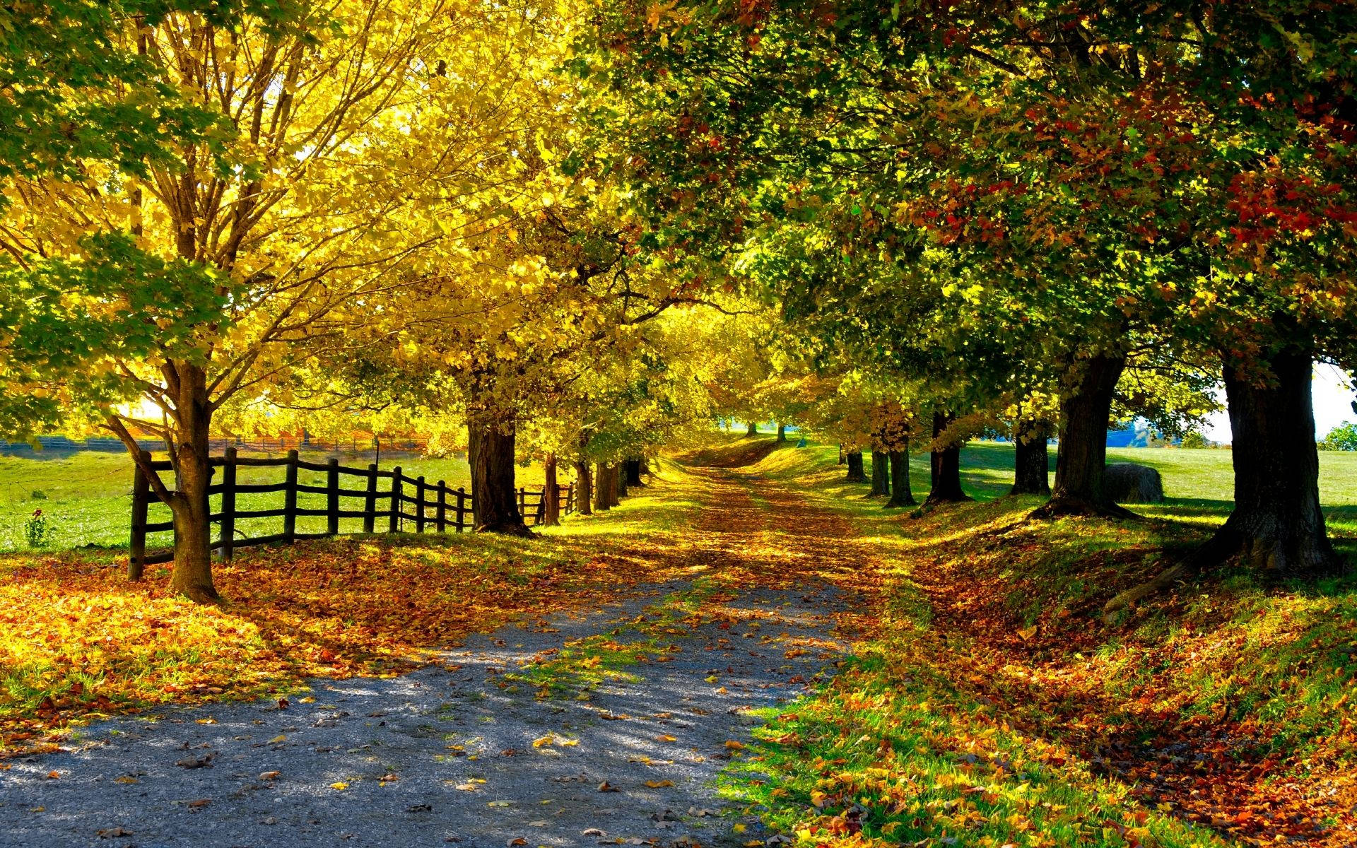 Free Image Autumn Background