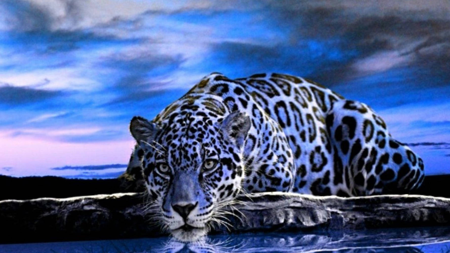 Free Image Jaguar