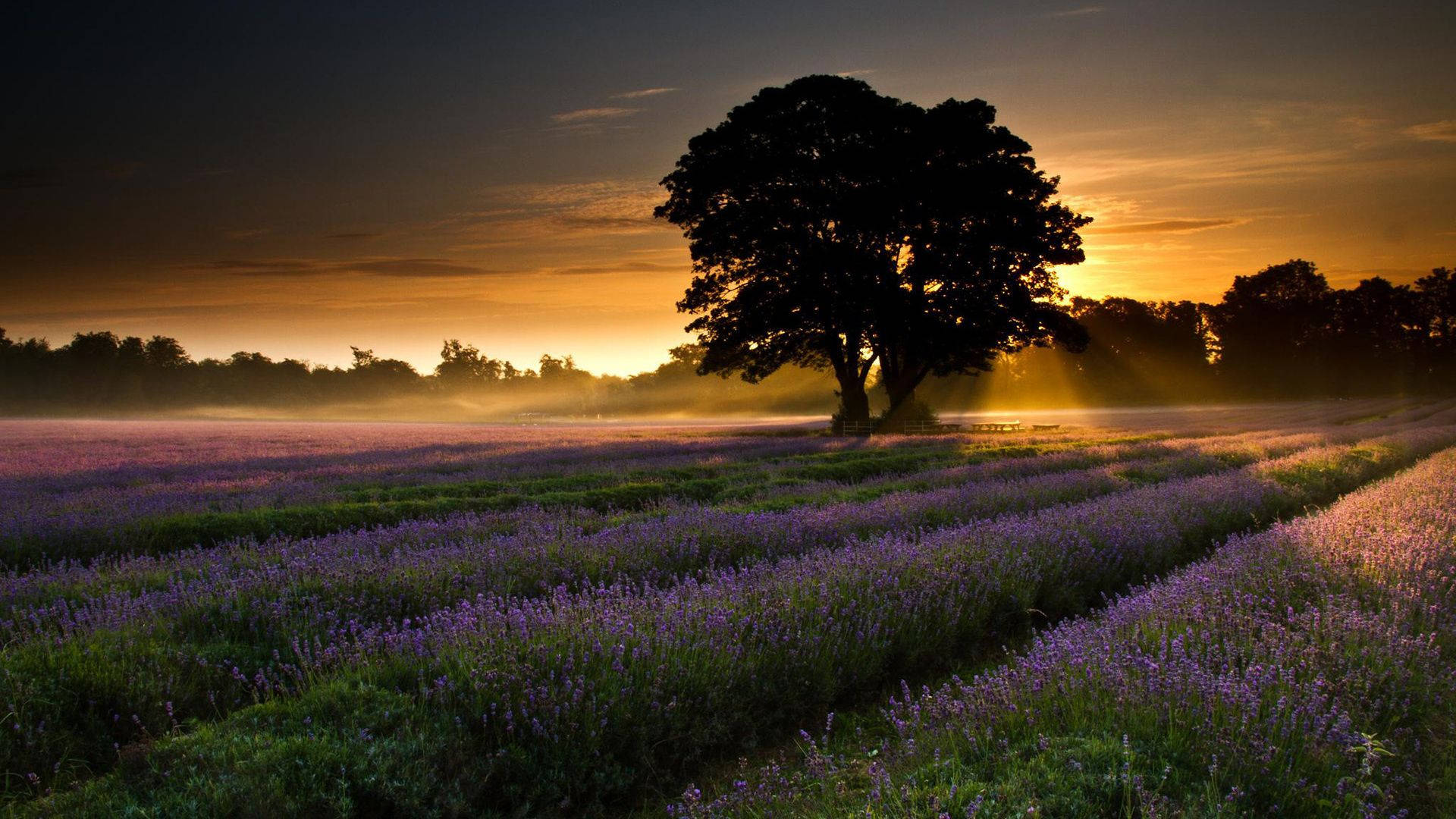 Free Image Lavender Field Background