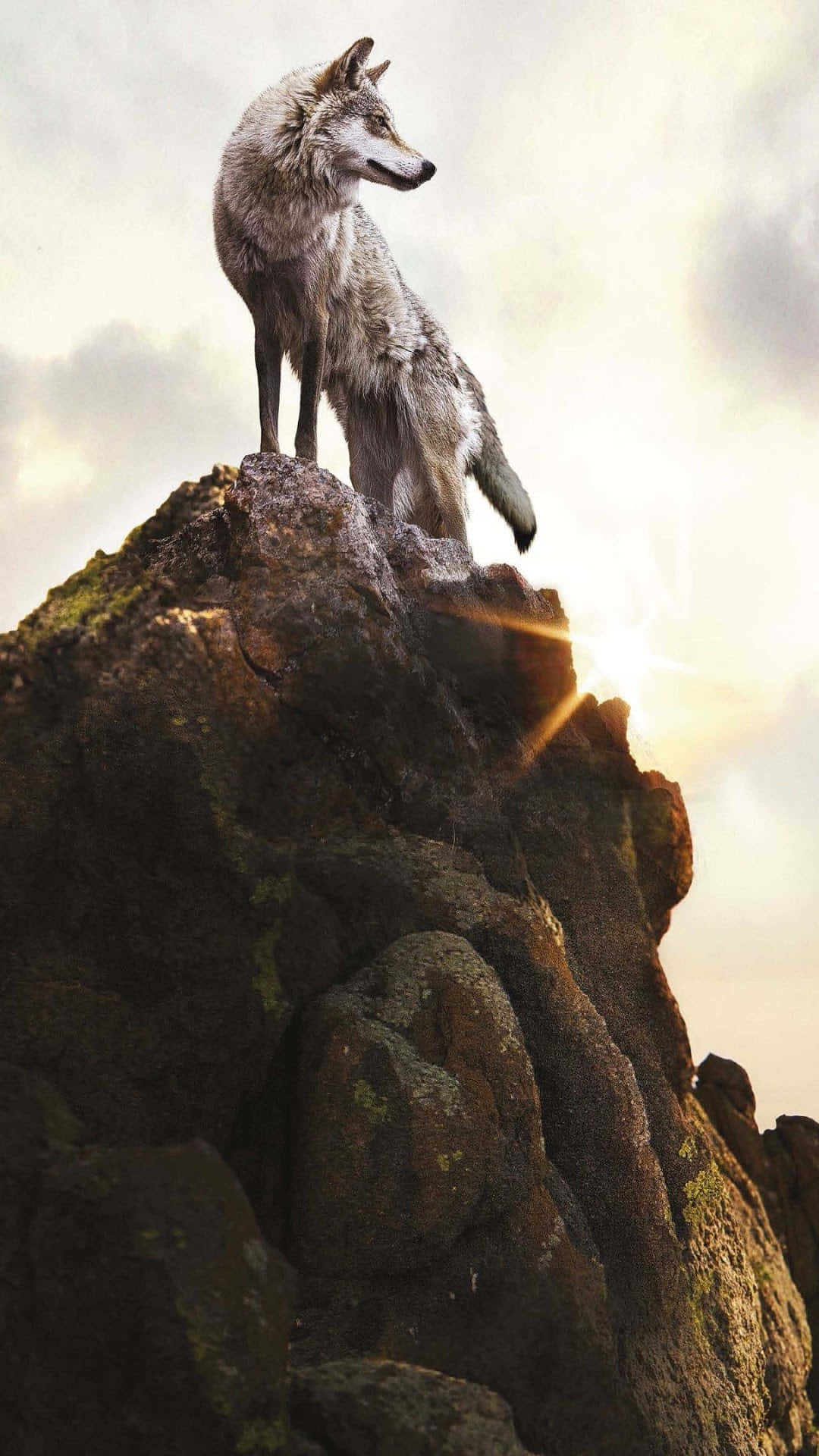 Freedom From Stress With Wolf Phone Background