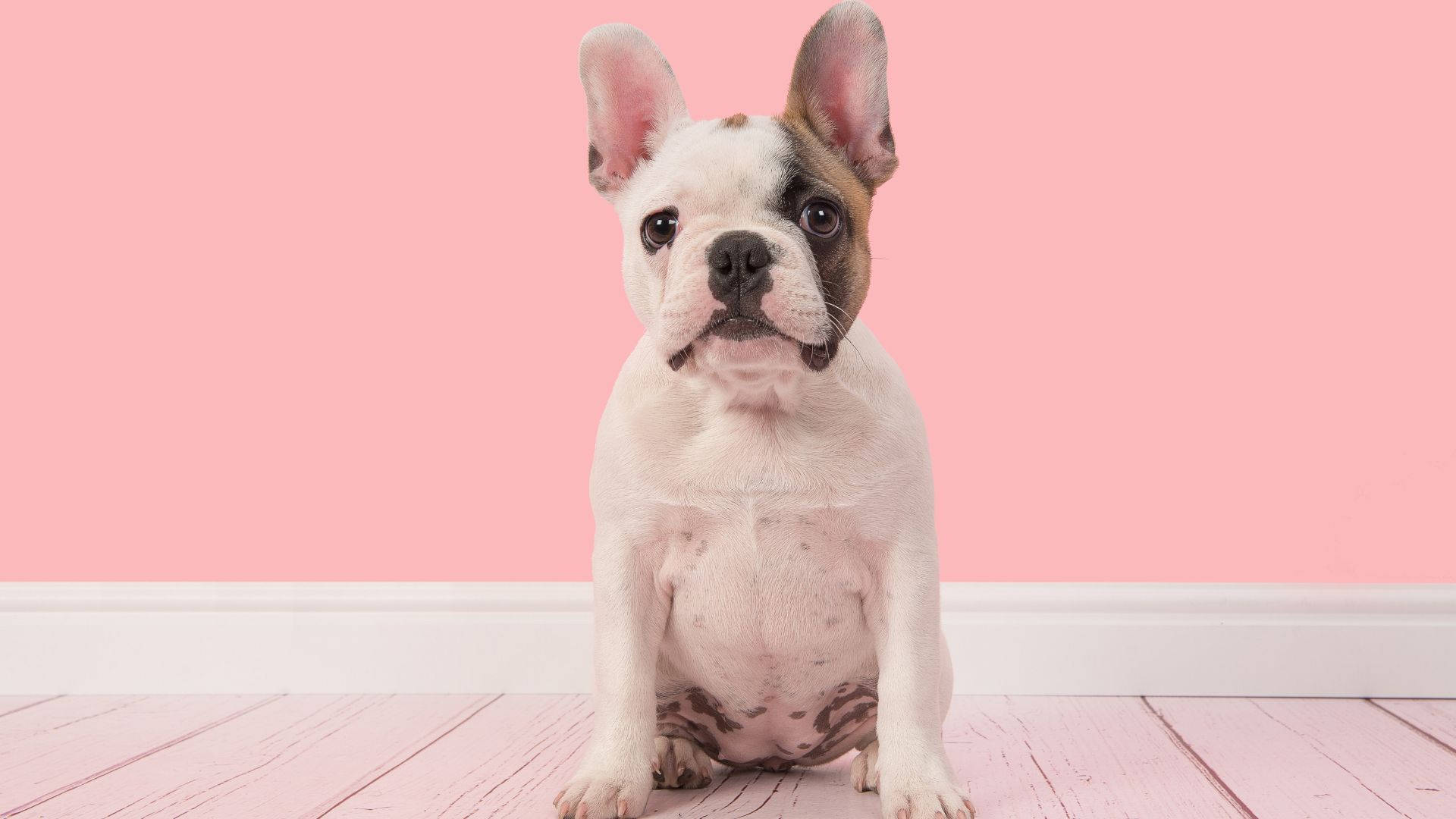 French Baby Bulldog In Pink Room Background