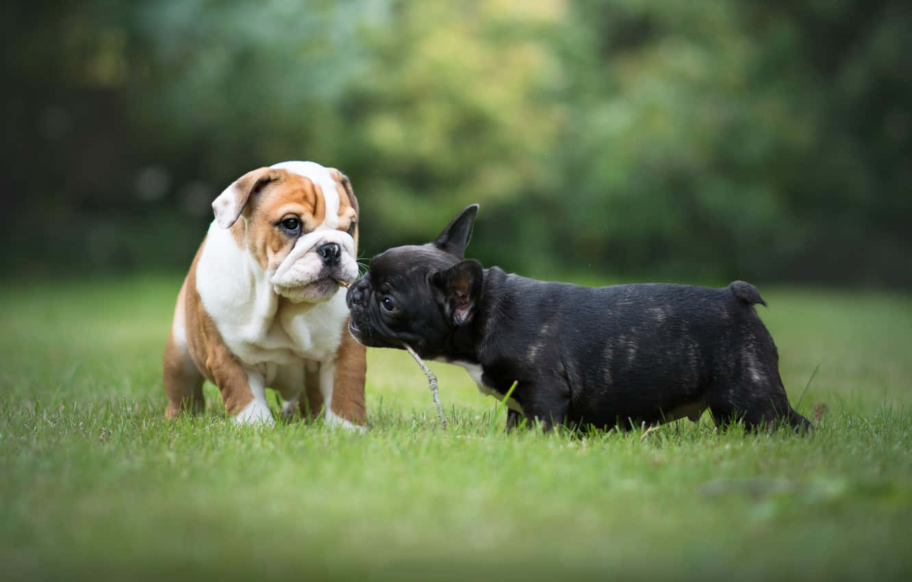 French Bulldog And English Bulldog Playing Background