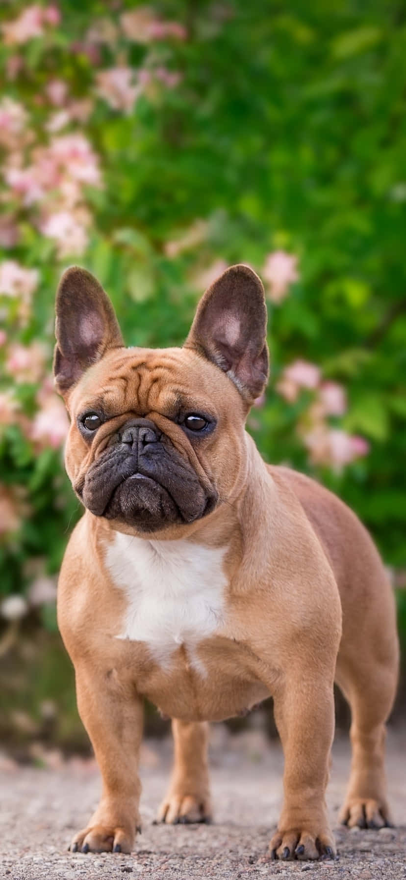 French Bulldog At The Park Background