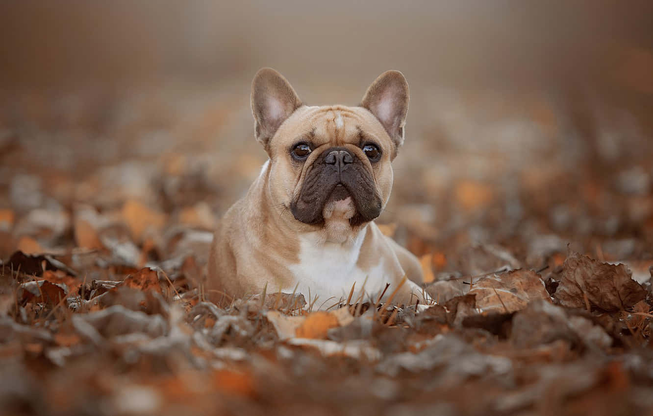 French Bulldog Autumn Leaves Foliage Background