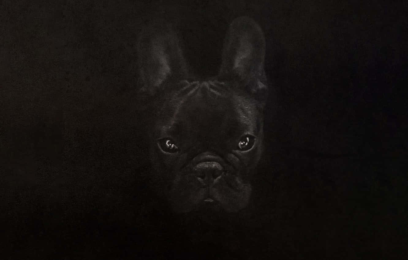 French Bulldog Fierce Look Black Camouflage Background