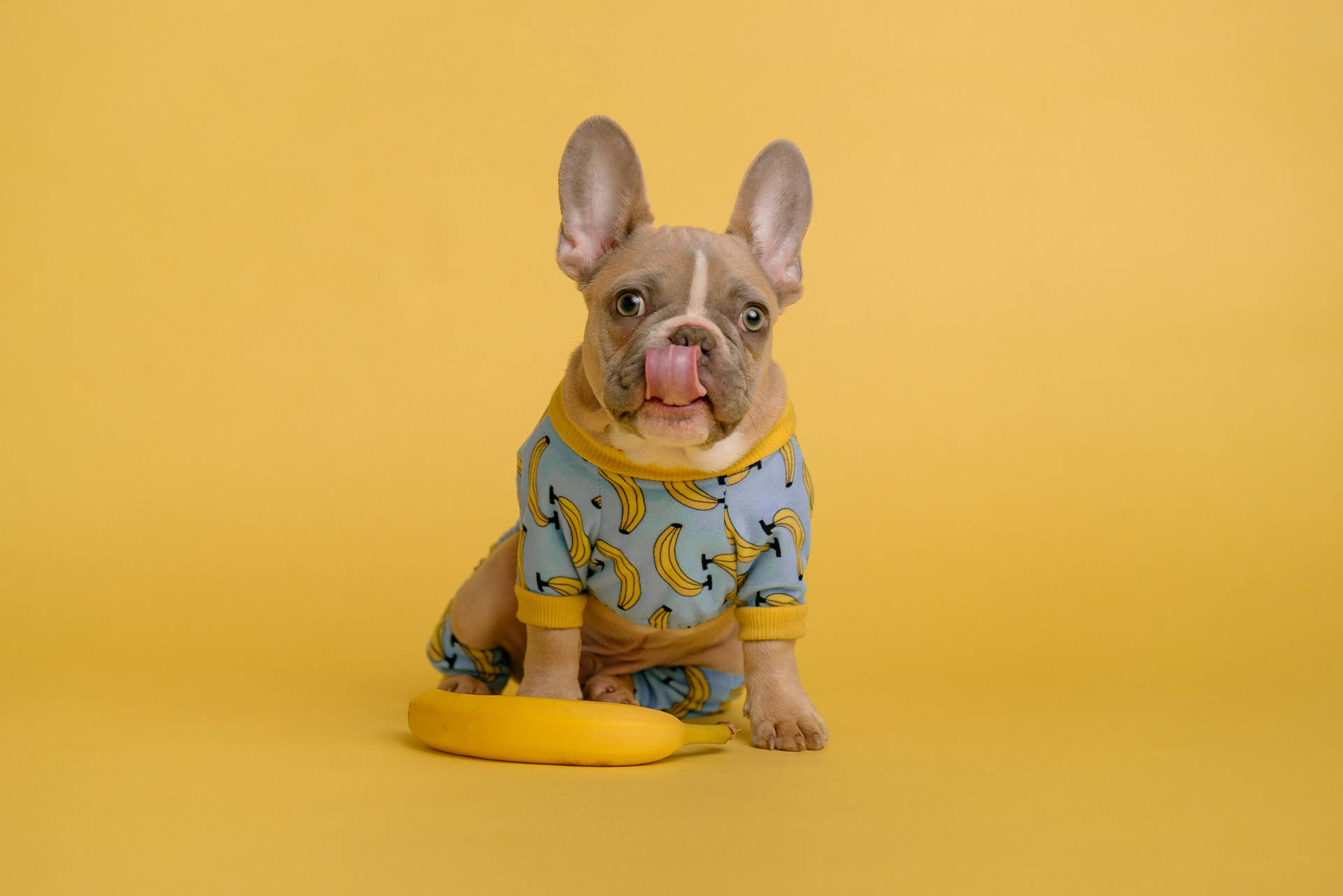 French Bulldog In Banana Outfit